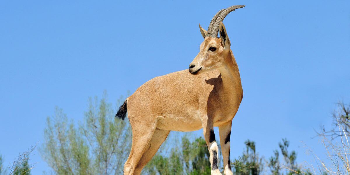 Animels in the Israeli Negev