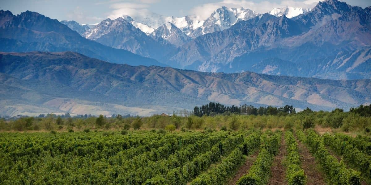 Wine and Fine Dine In Mendoza South America